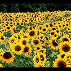 Meet your Posher, Carolina